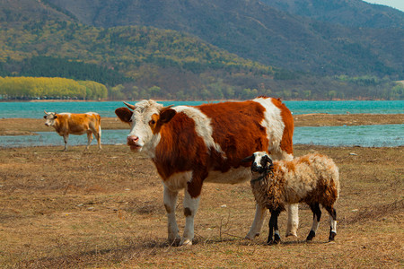 牛牛和羊自然和谐的漫步摄影图