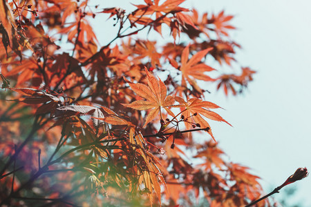 白露摄影照片_蓝天下的枫叶商用摄影