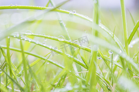 雨天杭州摄影照片_雨天植物小草摄影图
