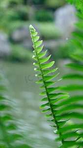 绿色清新植物摄影图