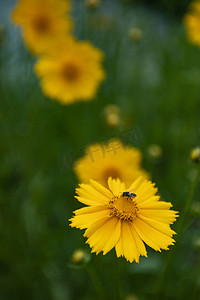 黄色小菊花摄影图
