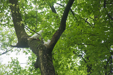 树上休息白色鸽子摄影图