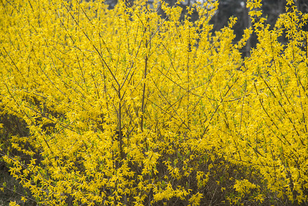 植物黄花自然风景摄影图