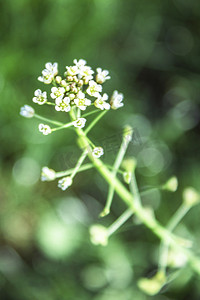 春天白色花朵自然风景摄影图