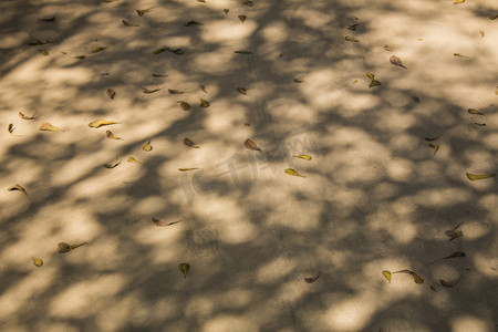 散落的树叶和光斑摄影图
