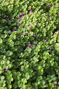 绿色四叶草和小野花摄影图