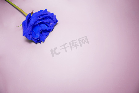 蓝色妖姬玫瑰花摄影图