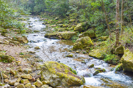 湖南省博摄影照片_张家界国家森林公园里小溪摄影图