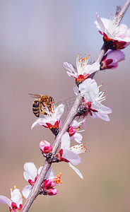 春天桃花蜜蜂摄影图