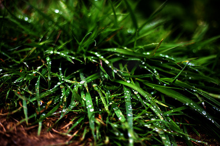 野外绿叶上水珠雨景摄影图