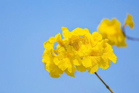 南方巴西国花黄花风铃木摄影图