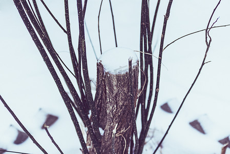 风雪中园艺树根摄影图