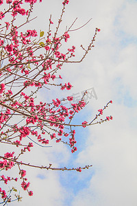 花朵桃花仰拍春天摄影图