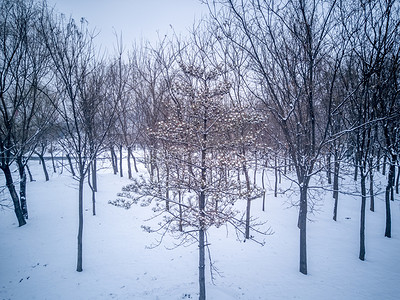 雪景系列之雪后树林自然风景摄影图