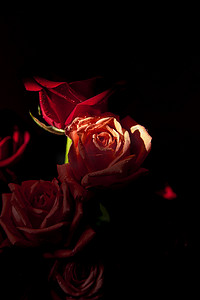 花卉玫瑰花摄影照片_玫瑰花摄影图