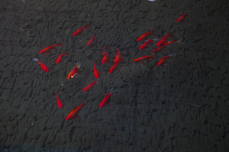 俯拍水中红色鱼群观赏鱼摄影图配图