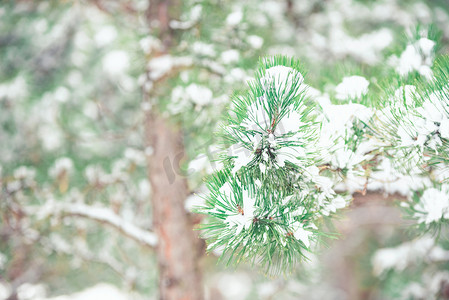 松树林大雪过后白雪覆盖摄影图