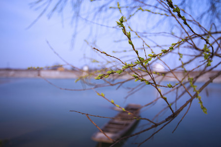 春游柳树发芽湖泊小船自然风景摄影图