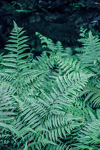 蕨类植物绿色摄影图