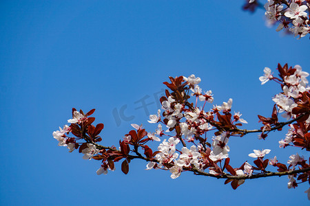 桃花桃花摄影照片_春天桃花繁花盛开自然风景摄影图