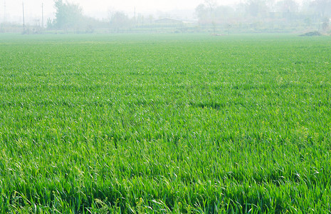 绿色麦田和村庄摄影图