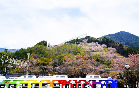 日本轻轨和开满樱花的山摄影图