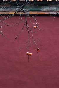 故宫红色城墙冬季柿子实拍摄影图