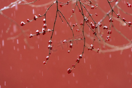 冬天树枝摄影照片_下雪故宫雪景红墙白雪红果摄影图