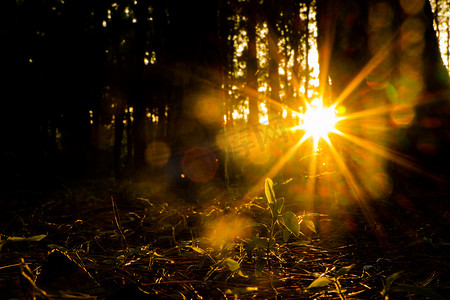 傍晚阳光光线小树林自然风景摄影图