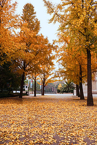 秋天金黄色树林银杏树摄影图