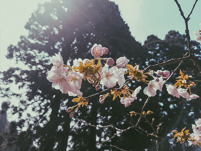 桃树花枝摄影图
