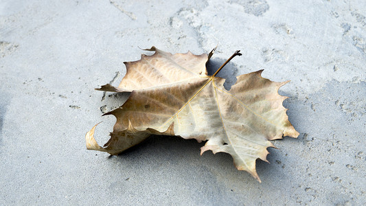 秋天落在地上枫叶自然风景摄影图