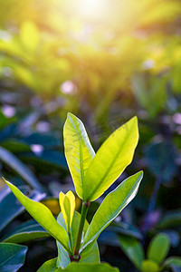 阳光下植物叶子摄影图