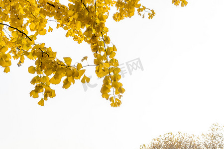 黄色树叶摄影照片_秋天植物黄色树叶摄影图