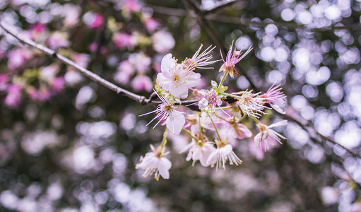 春天公园花朵特写樱花鲜花自然风景摄影图