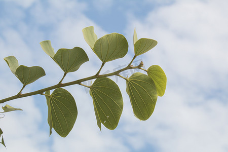 简洁植物蓝天摄影图