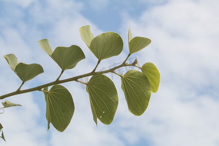 简洁放假摄影照片_简洁植物蓝天摄影图