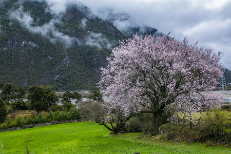 西藏林芝风景摄影图