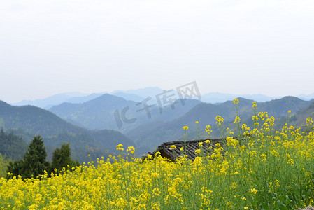 油菜花田远山自然风景摄影图