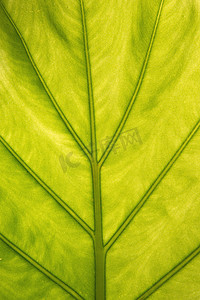 绿色叶子摄影图