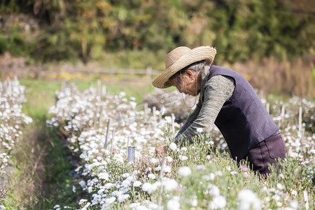 秋收老人采菊花摄影图