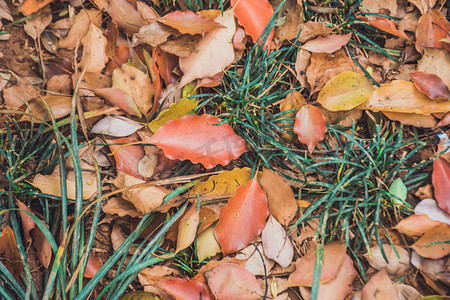 绿色草地上的红色落叶摄影图