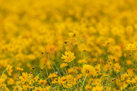 枝条摄影照片_花朵花蕾和枝条摄影图