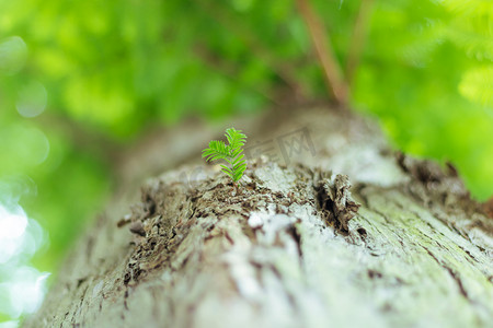 小清新杉树植物摄影图
