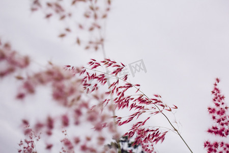 小碎花摄影照片_红色小花特写自然风景摄影图