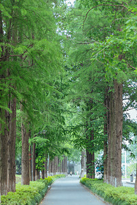 小清新绿色植物街道摄影图