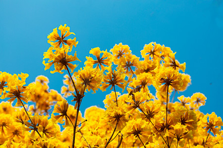 野生黄花鱼摄影照片_黄花风铃木摄影图