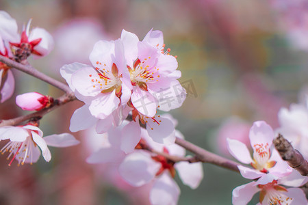 一片桃花林摄影照片_枝头朵朵花摄影图