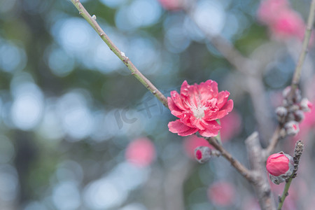 初春春天桃花初开摄影图