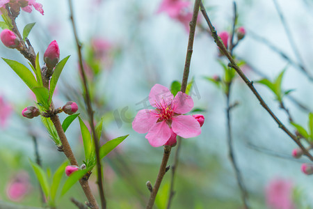 粉色小花桃花摄影图